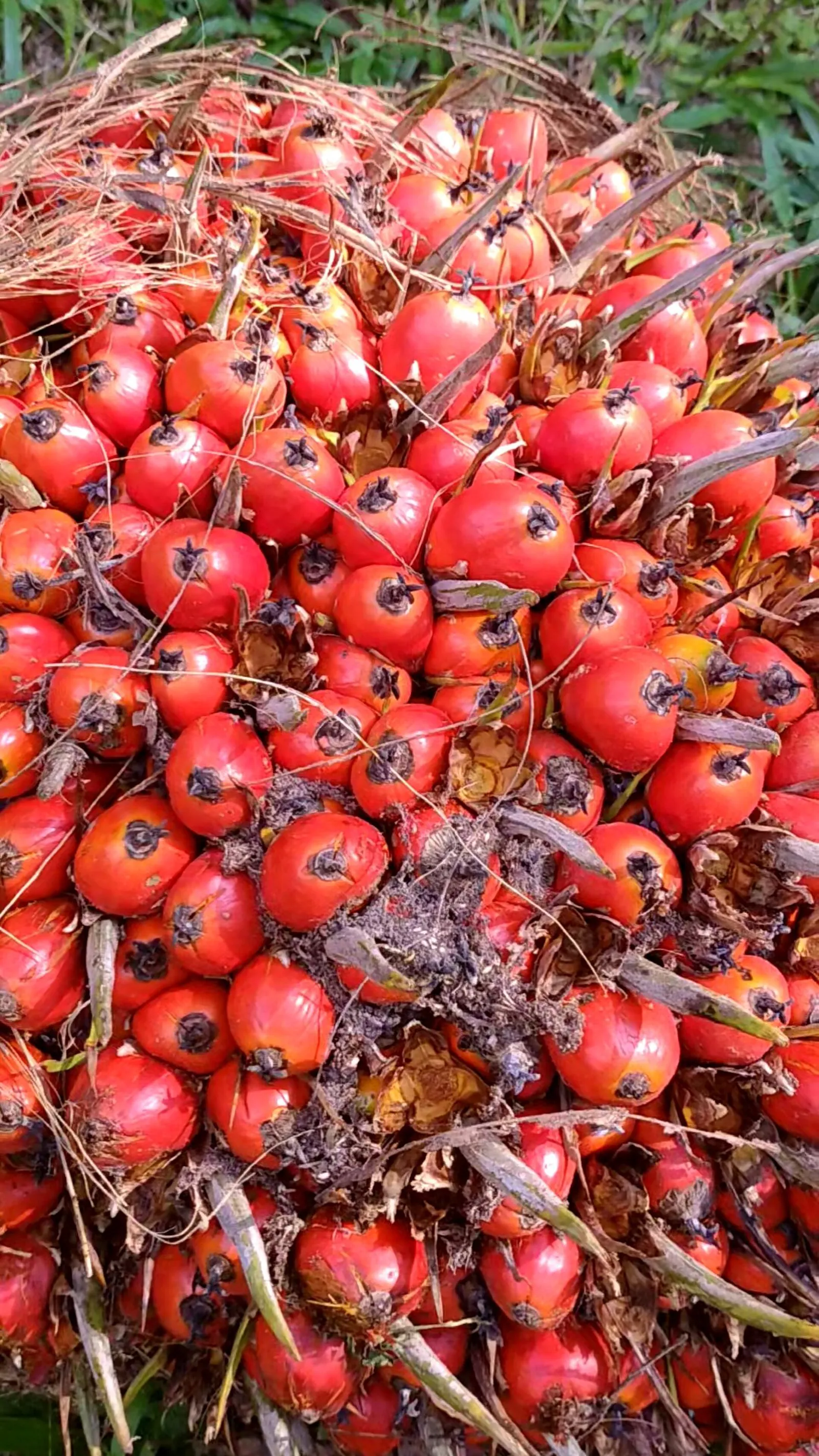 Close-up of fresh oil palm fruitlets on the bunch
