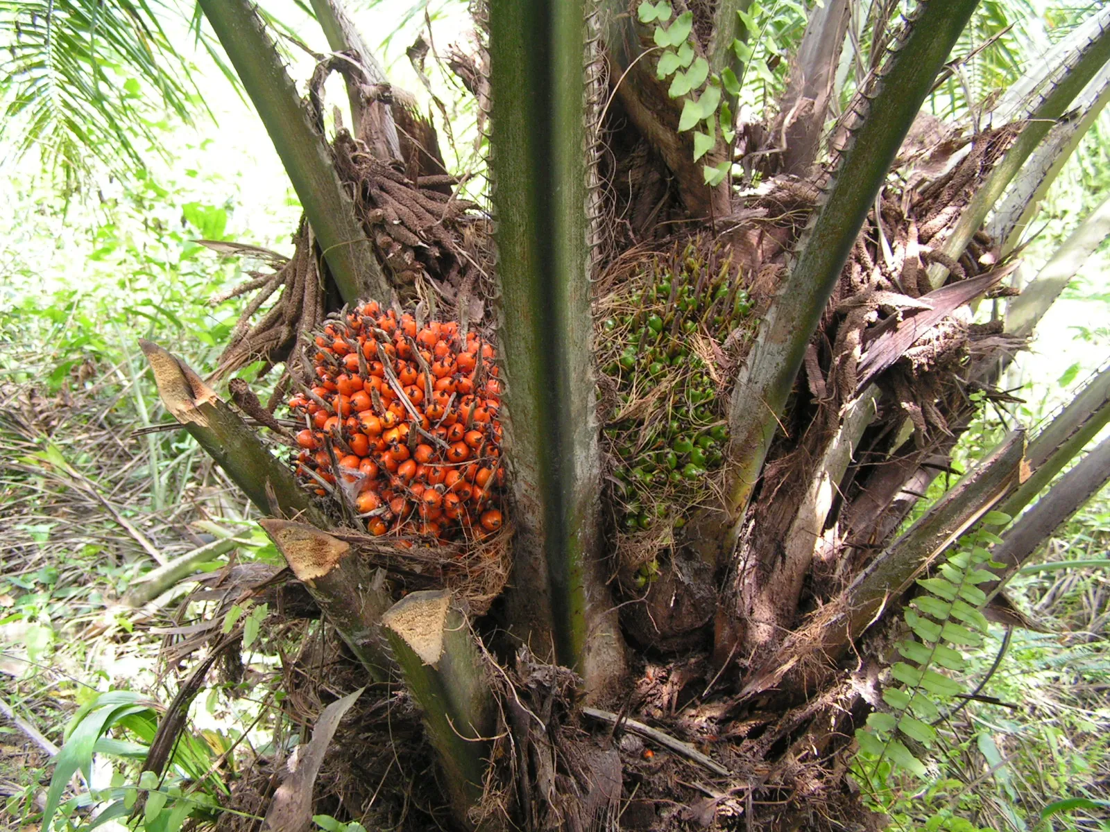 Ripe oil palm fruit bunch growing at the crown of the palm