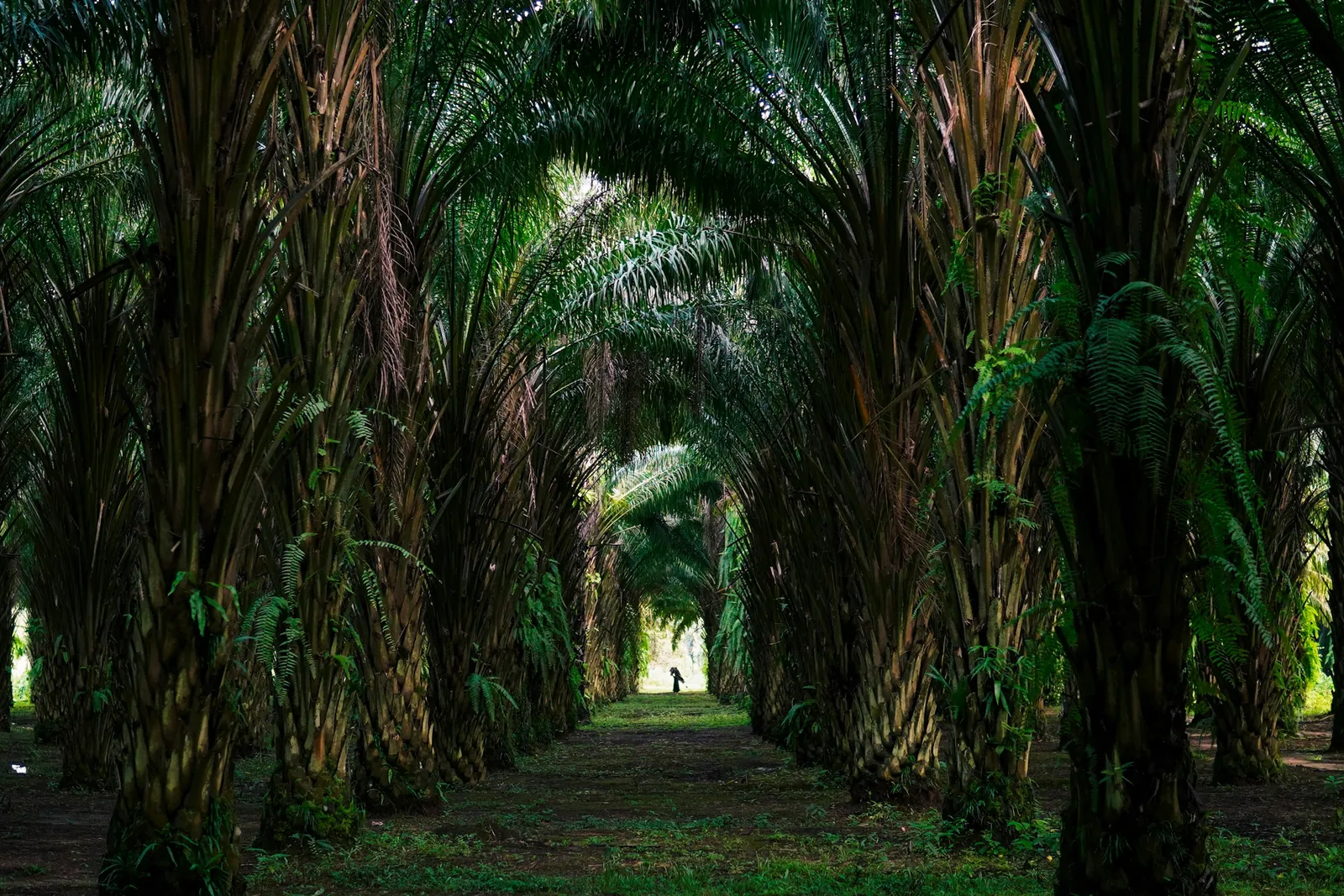 Rows of tall oil palms forming a green cathedral-like grove