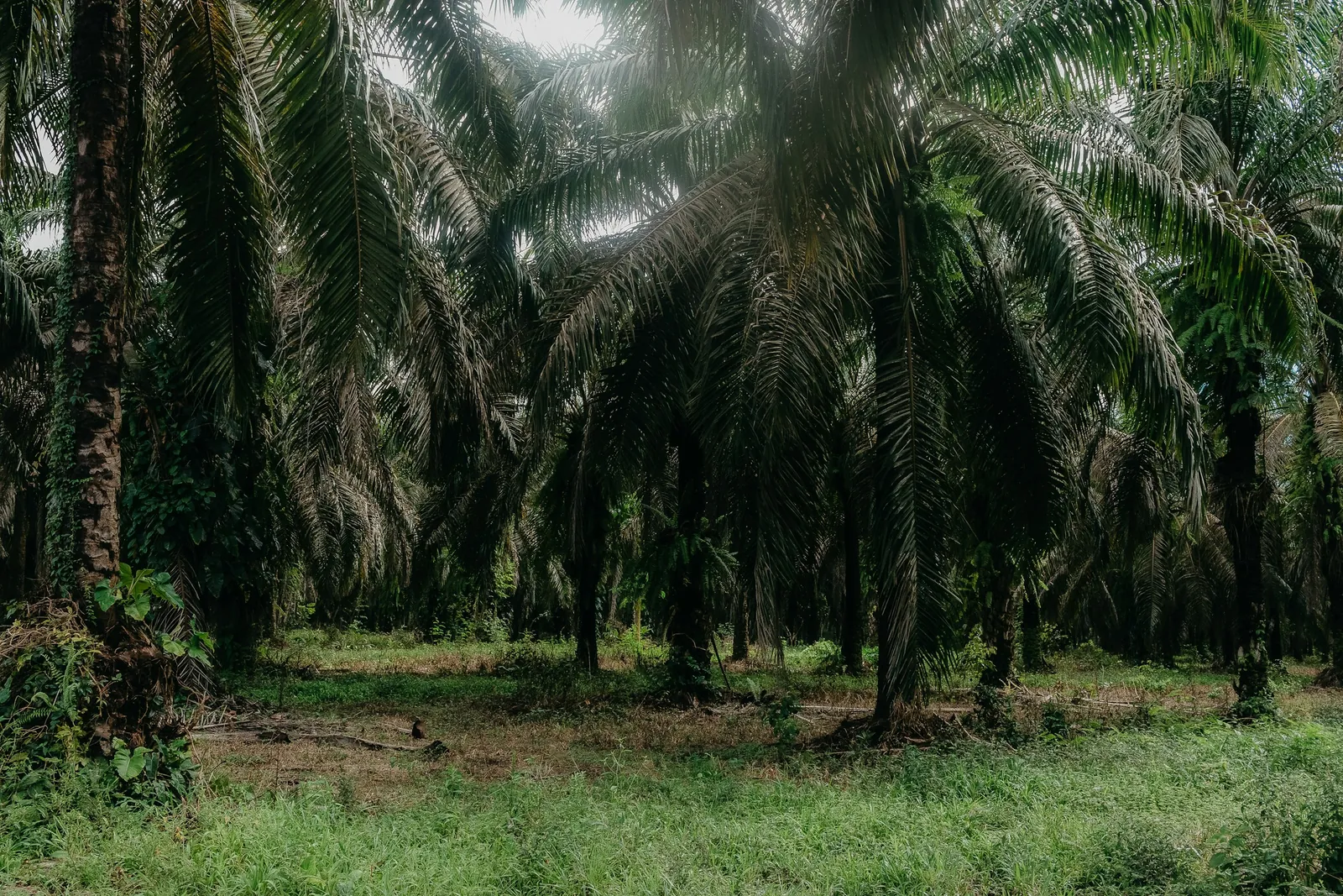 Mature oil palms in a dense plantation