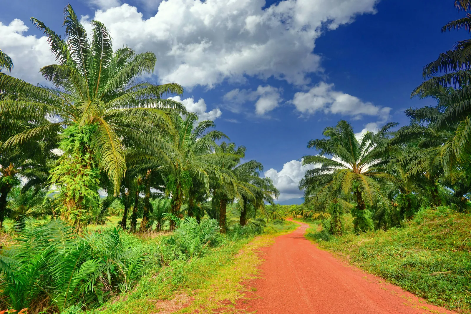 Sunlit oil palm plantation with a red laterite road