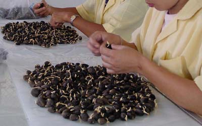 Seed Grading